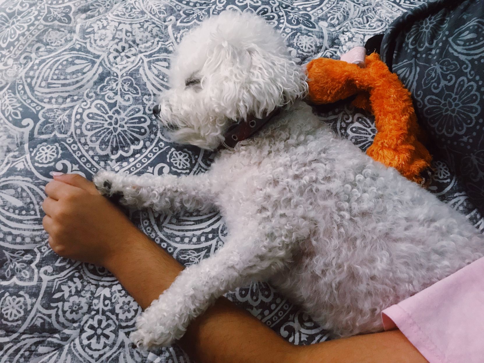 felix the dog